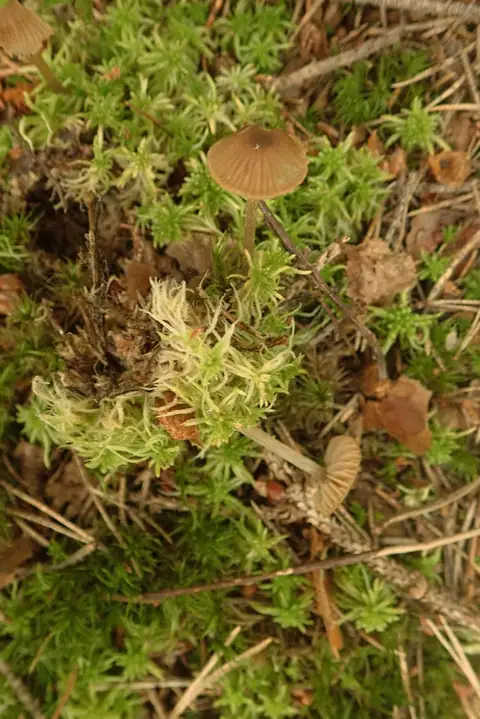 Dzwonkówka torfiasta (Entoloma sphagnorum)