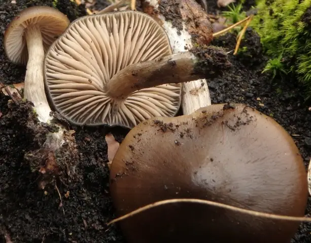Dzwonkówka torfowcowa (Entoloma sphagneti)