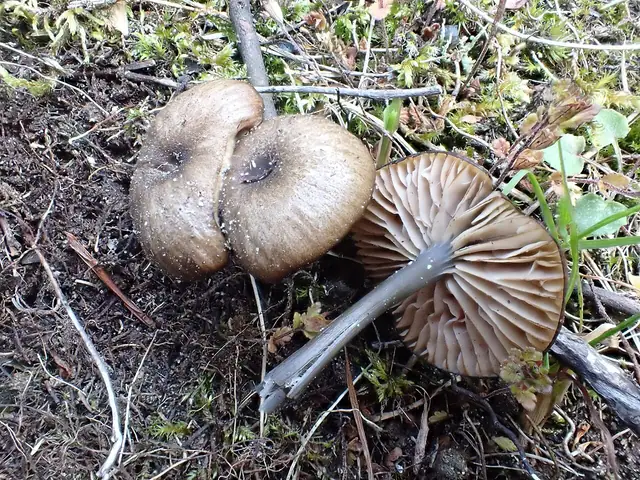 Dzwonkówka wczesna (Entoloma anatinum)