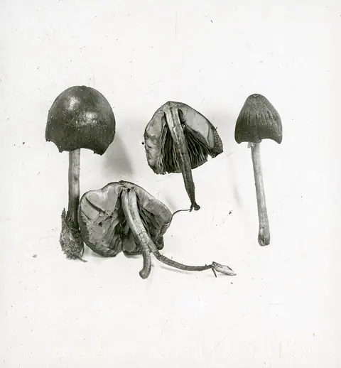 Dzwonkówka wielkozarodnikowa (Entoloma sarcitum)
