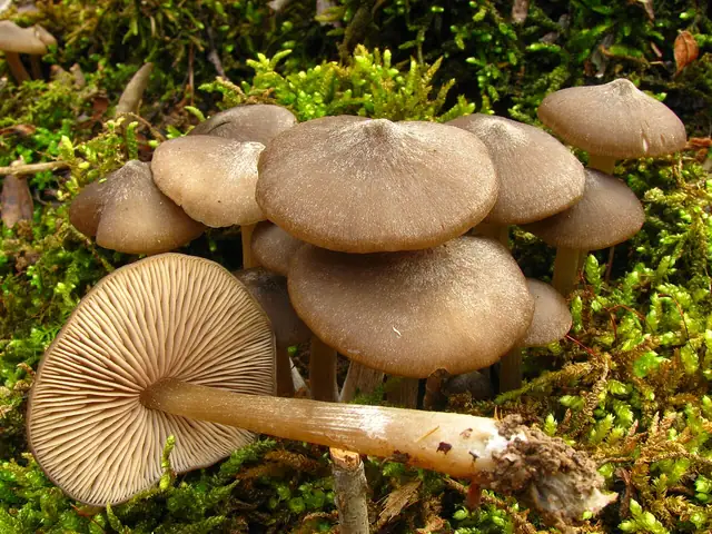 Dzwonkówka wiosenna (Entoloma vernum)