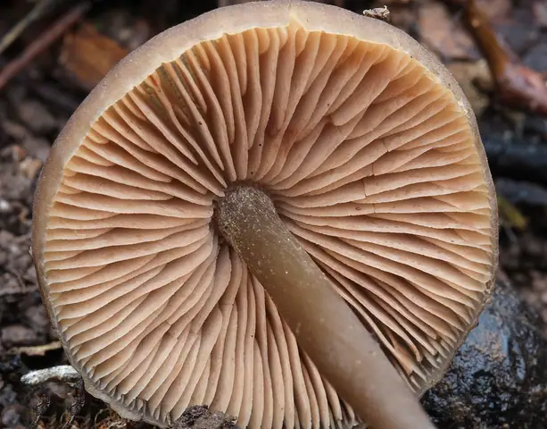 Dzwonkówka wysmukła (Entoloma hebes)