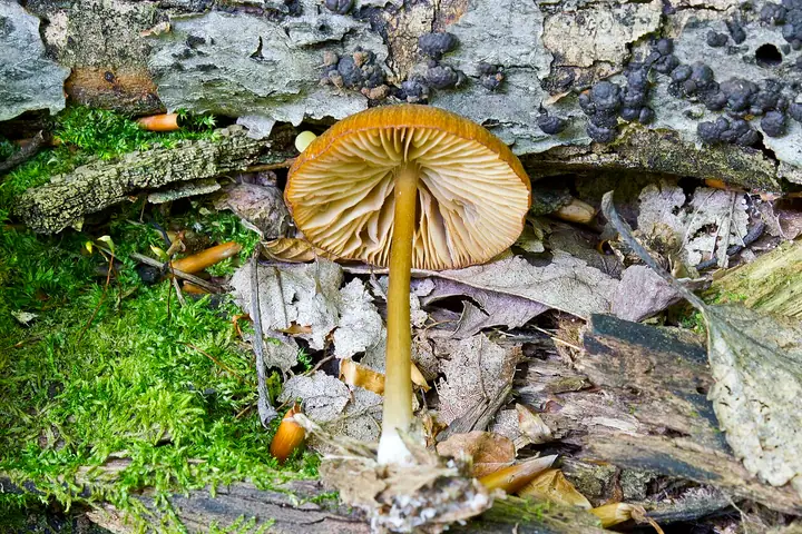 Dzwonkówka żółtawa (Entoloma formosum)
