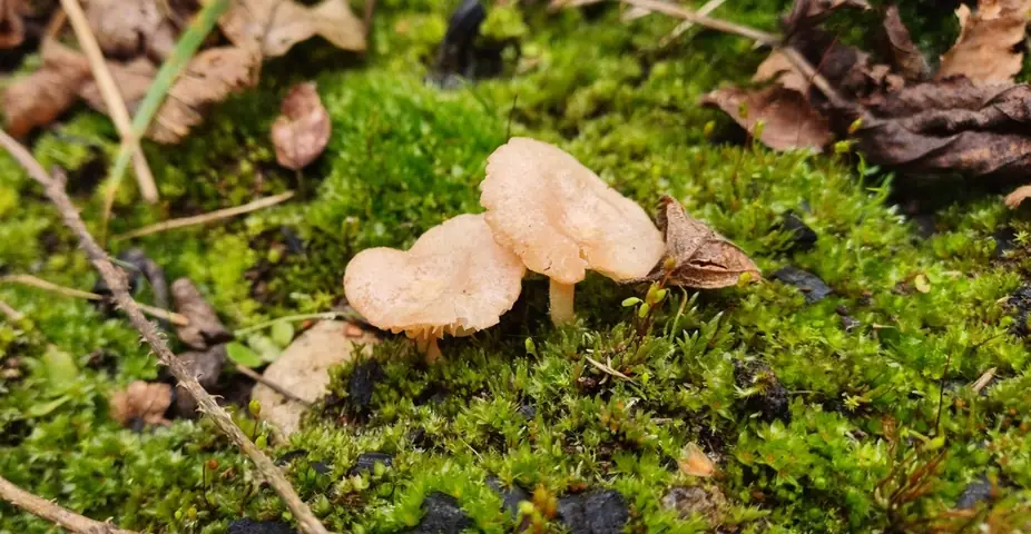 Dzwonkówka żółtawobiała (Entoloma neglectum)