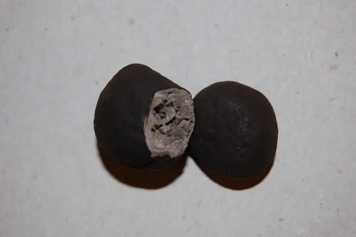 Elaphomyces leveillei