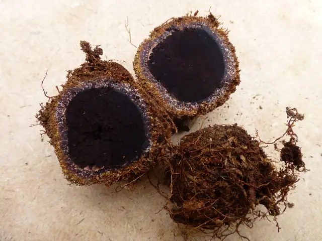 Elaphomyces quercicola