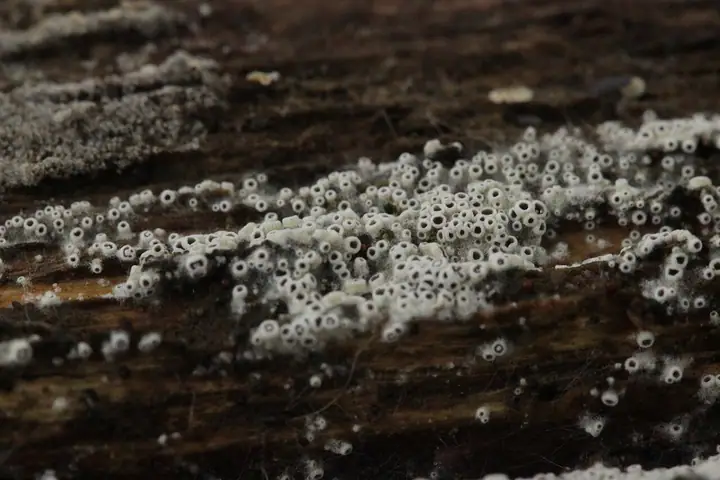 Eriopezia caesia