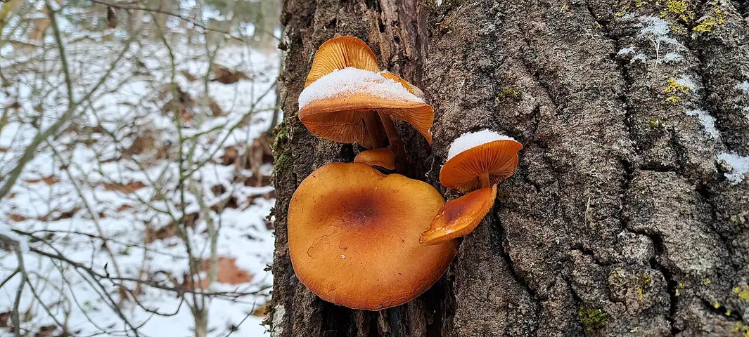 Flammulina elastica