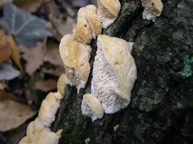 Gąbczak gruboząb (Sarcodontia pachyodon)