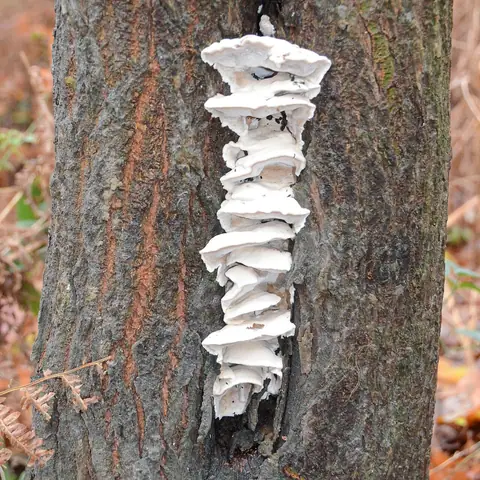 Gąbczak piankowy (Sarcodontia spumea)