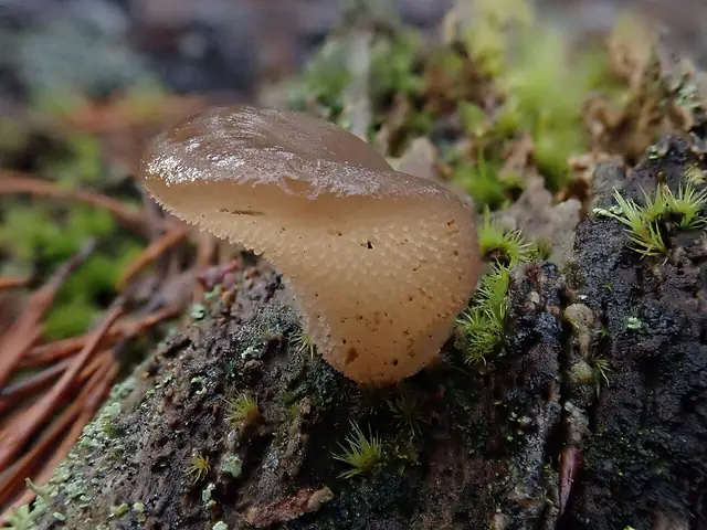 Galaretek kolczasty (Pseudohydnum gelatinosum)