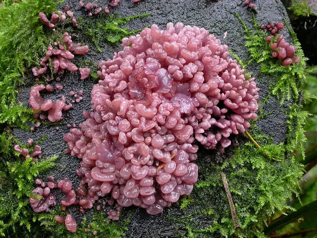 Galaretnica mięsista (Ascocoryne sarcoides)