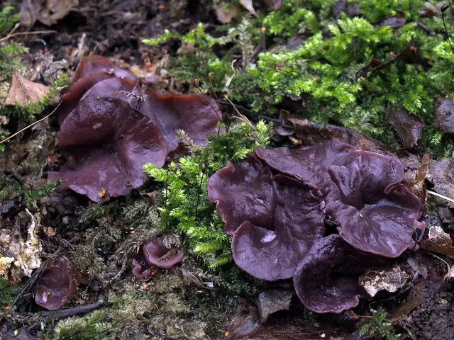 Galaretnica pucharkowata (Ascocoryne cylichnium)