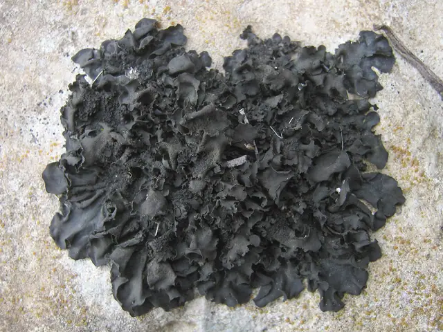 Galaretnica sztywna (Collema flaccidum)