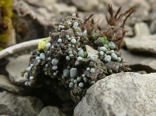 Garbatka niebieskoczarna (Toninia sedifolia)