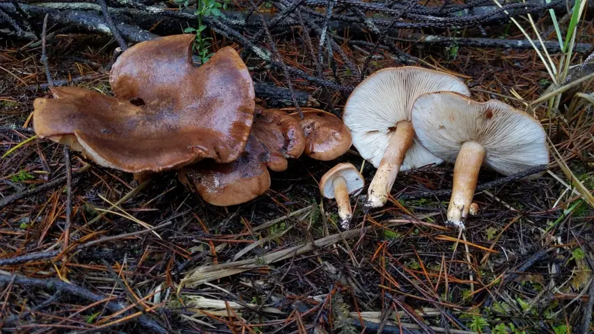 Gąska białobrązowa (Tricholoma albobrunneum)