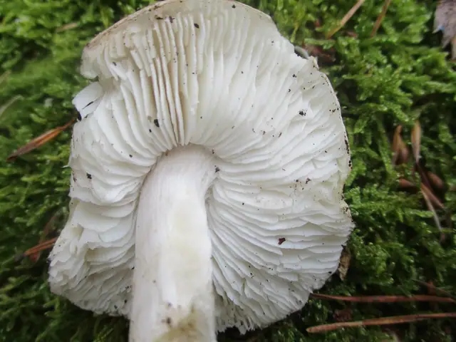 Gąska białosrebrzysta (Tricholoma josserandii)