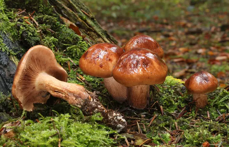 Gąska bukowa (Tricholoma ustale)