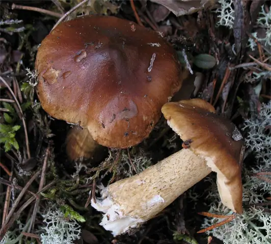 Gąska cętkowana (Tricholoma fucatum)