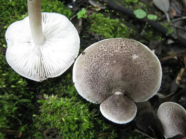 Gąska czarnołuskowa (Tricholoma atrosquamosum)