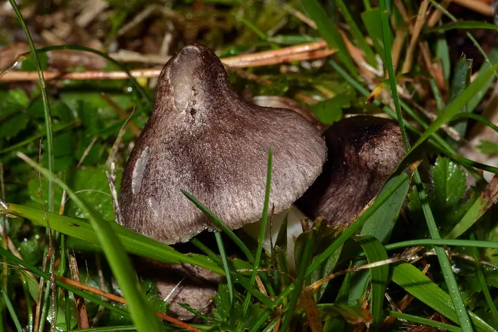 Gąska czerwieniejąca (Tricholoma orirubens)