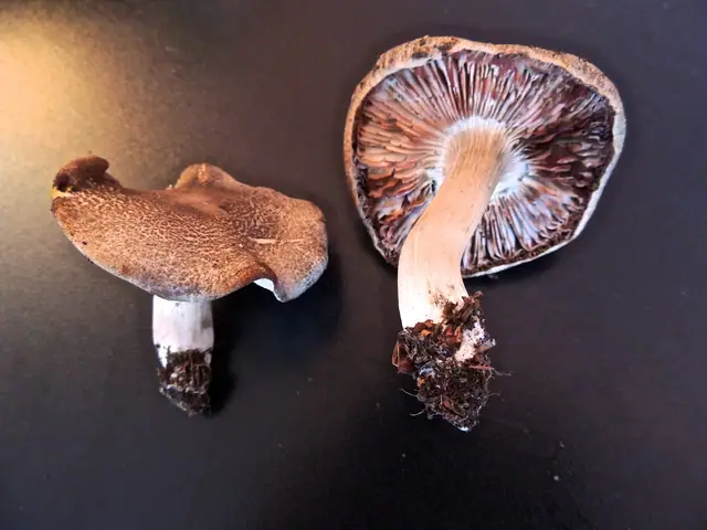 Gąska czerwieniejąca (Tricholoma orirubens)