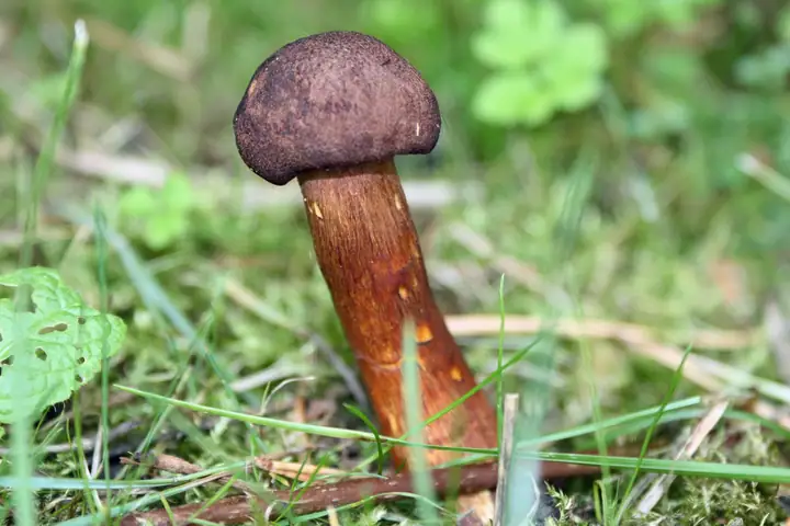 Gąska dachówkowata (Tricholoma imbricatum)