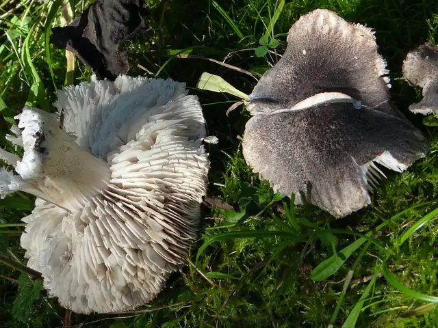 Gąska drobnołuskowata (Tricholoma atrosquamosum var. squarrulosum)