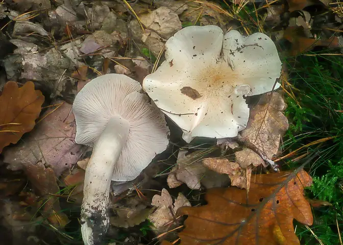 Gąska gołębia (Tricholoma columbetta)