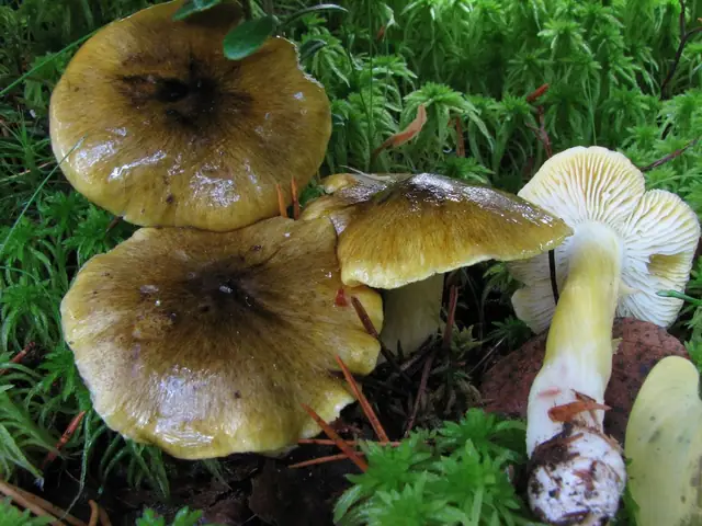 Gąska iglasta (Tricholoma viridilutescens)