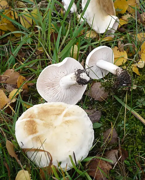 Gąska jasna (Tricholoma stiparophyllum)