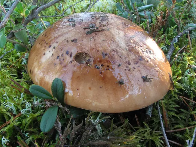 Gąska kroplistobrzega (Tricholoma pessundatum)