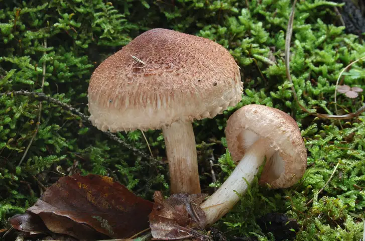 Gąska krowia (Tricholoma vaccinum)