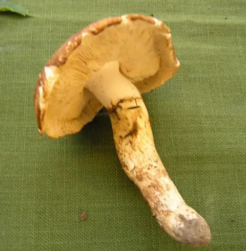 Gąska łuskowata (Tricholoma caligatum)
