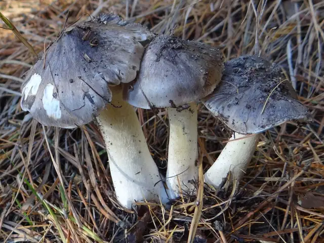 Gąska niekształtna (Tricholoma portentosum)
