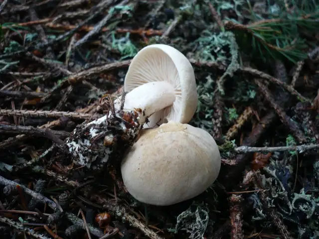 Gąska nieprzyjemna (Tricholoma inamoenum)