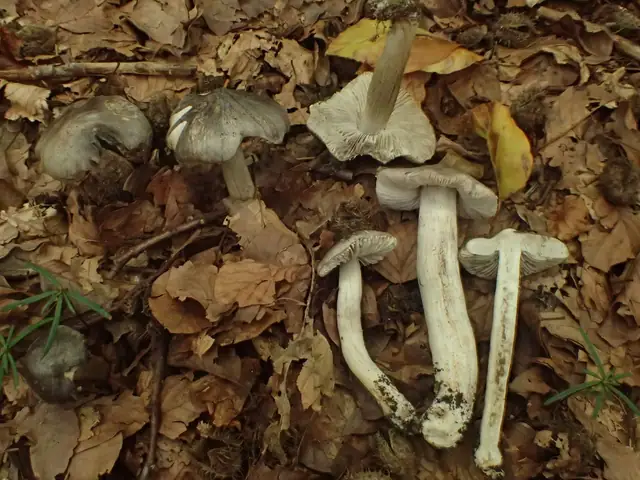 Gąska ostra (Tricholoma sciodes)