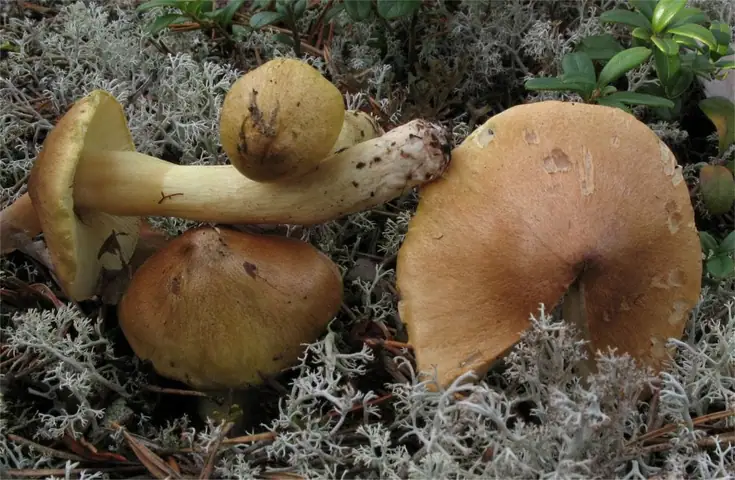 Gąska piekąca (Tricholoma aestuans)