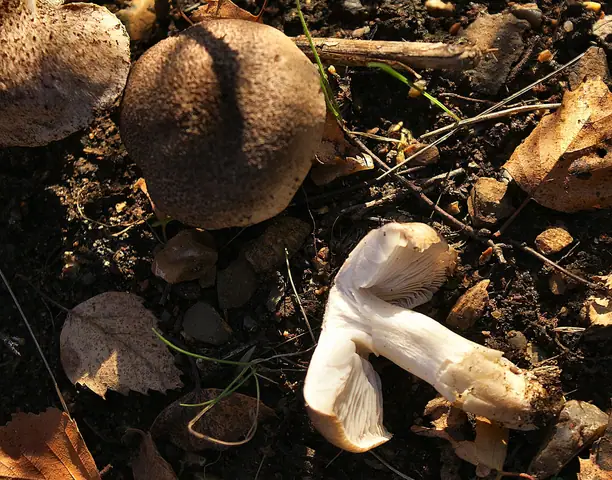 Gąska pieprzna (Tricholoma virgatum)