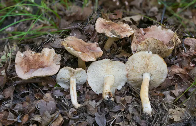 Gąska podpierścieniowa (Tricholoma subannulatum)
