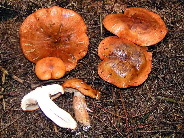 Gąska pomarańczowa (Tricholoma aurantium)