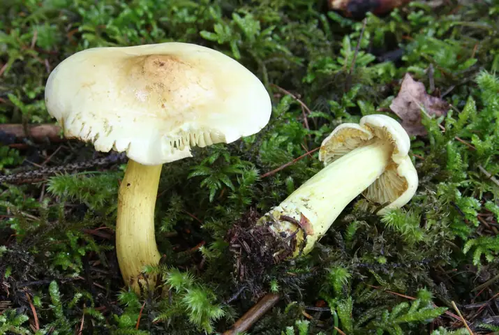 Gąska siarkowa (Tricholoma sulphureum)