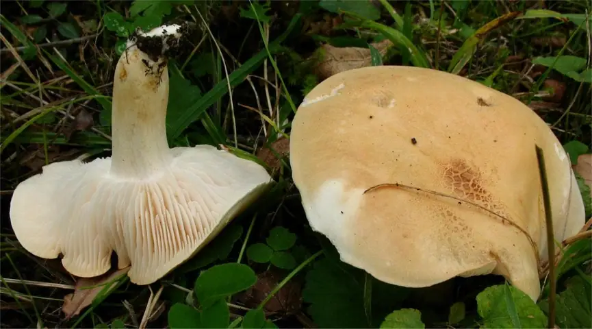 Gąska śmierdząca (Tricholoma lascivum)