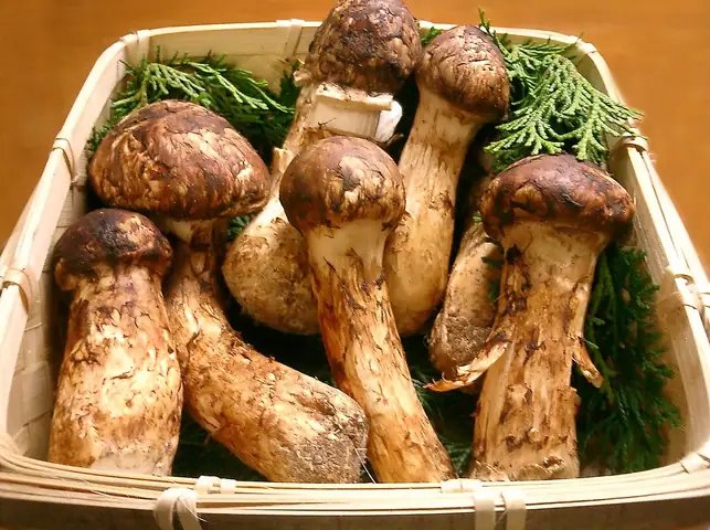 Gąska sosnowa (Tricholoma matsutake)