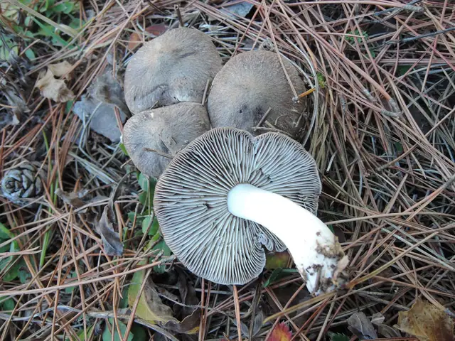 Gąska szarobrązowa (Tricholoma gausapatum)