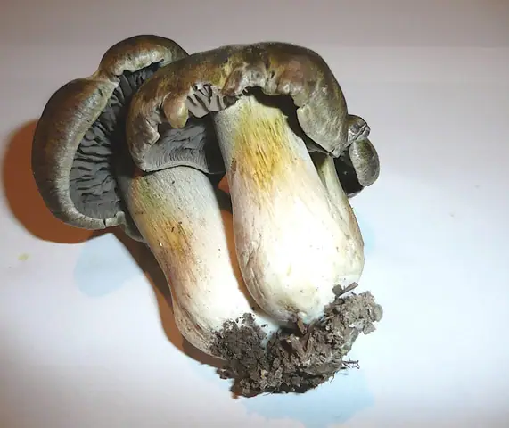 Gąska szerokoblaszkowa (Tricholoma luridum)