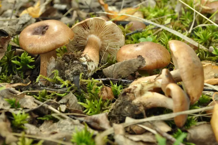 Gąska topolowa (Tricholoma populinum)