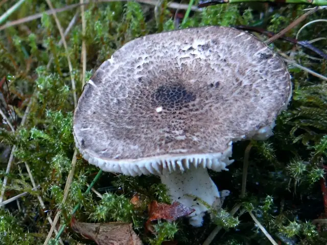 Gąska tygrysia (Tricholoma pardinum)