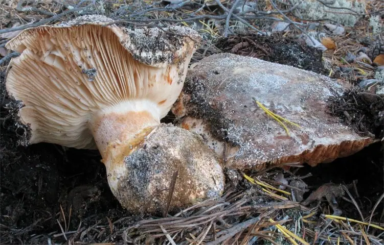 Gąska wielka (Tricholoma colossus)
