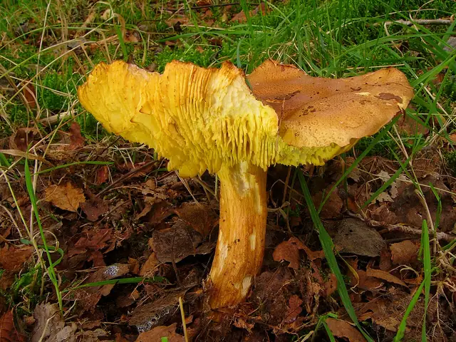 Gąska zielonka (Tricholoma equestre)